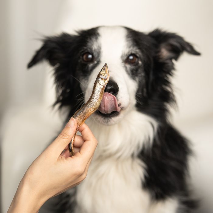 Freeze Dried Capelin