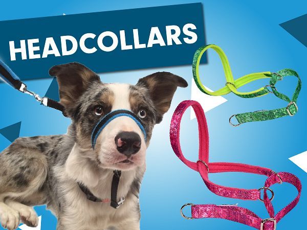 SWAGK9 Headcollar