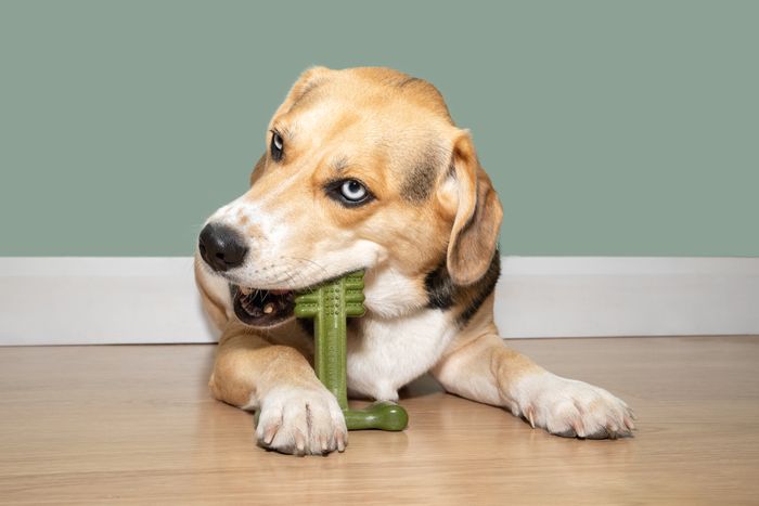 Bamboodles Mint and Lamb Dental Dog Chew Toy 