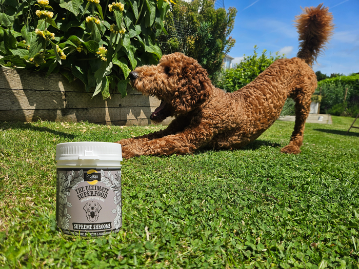 Proflax Flaxseed Oil & Herbal Tincture Blends