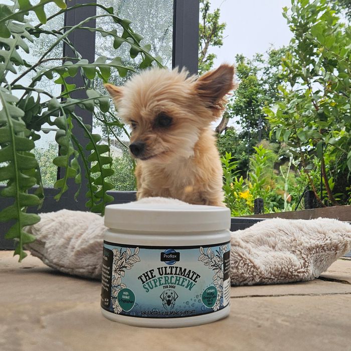 Proflax Superchew Soft Treats for Dogs