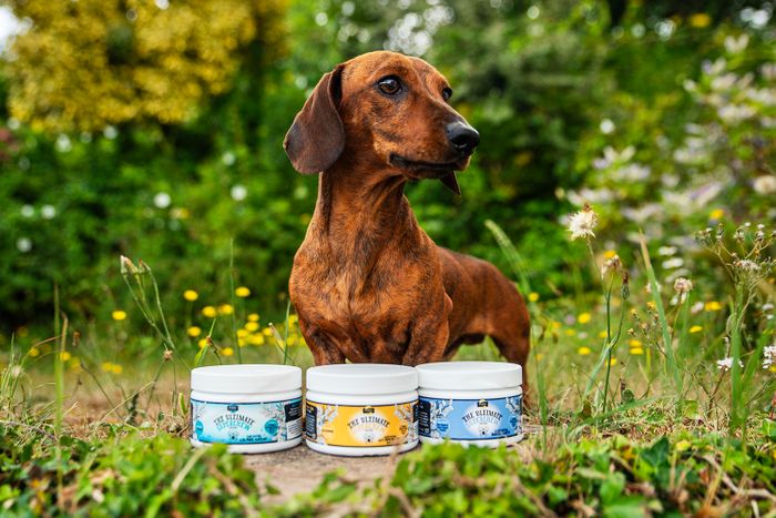 Proflax Superchew Soft Treats for Dogs