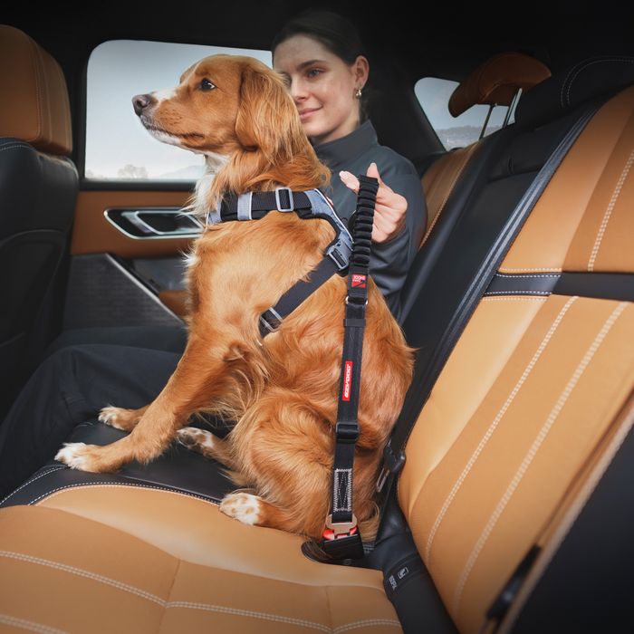 Click Zero Shock Dog Seat Belt