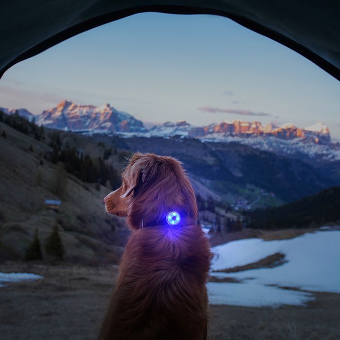 Go-2 Dog Lights