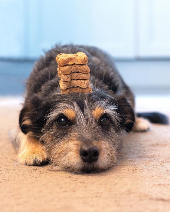 BrewBix Healthy Dog Treat Biscuits - 10kg loose Bulk + POS
