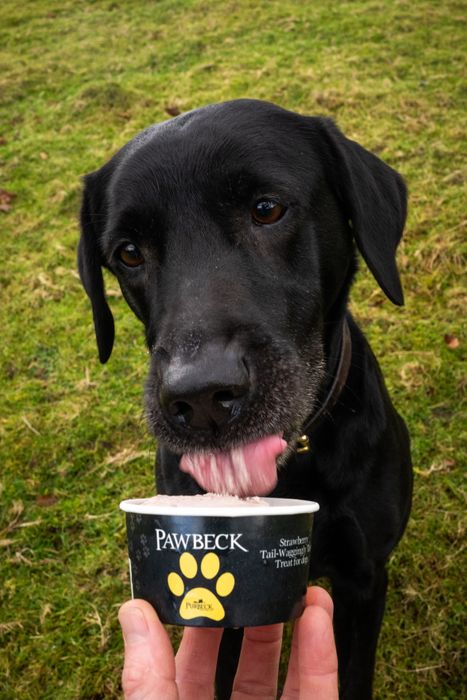 Pawbeck, Iced Dog TReat