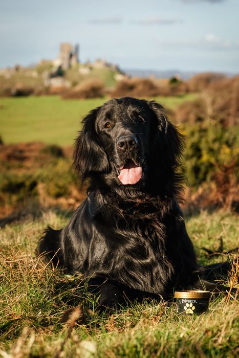 Pawbeck, Iced Dog TReat