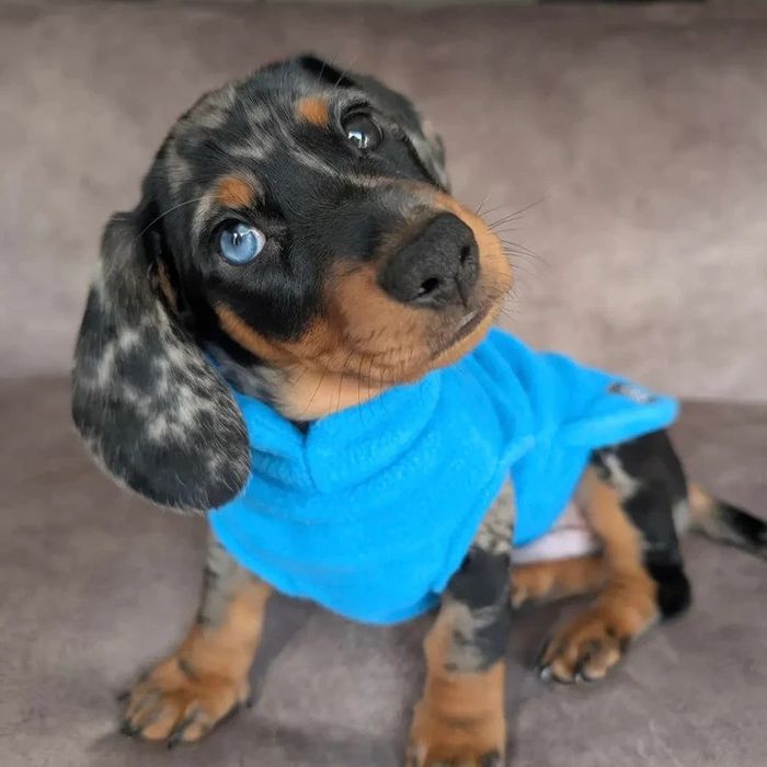 Dachshund Fleece Jumper