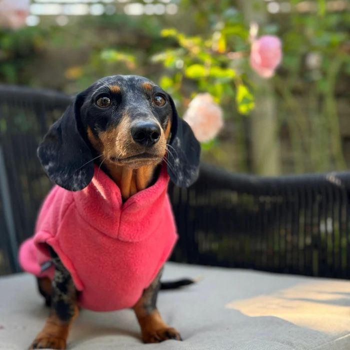 Dachshund Fleece Jumper