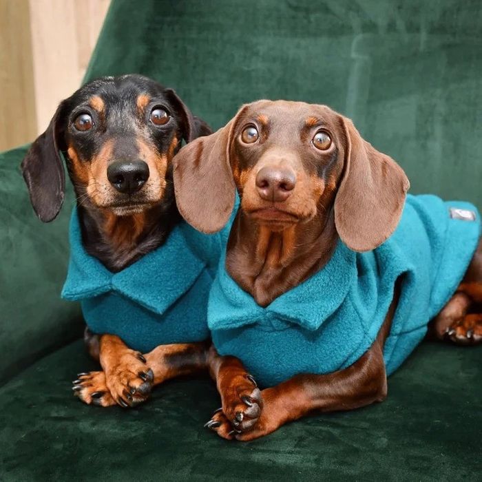 Dachshund Fleece Jumper