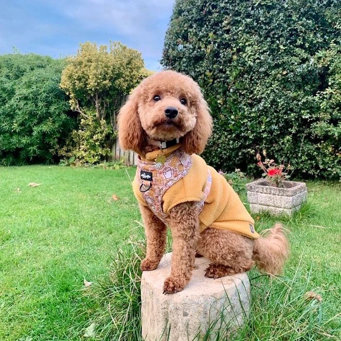 Small Breed Dog Fleece Jumper