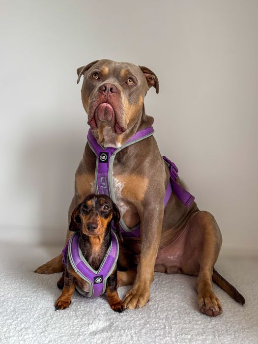BullyBillows - From Chihuahuas to Cane Corso's, we have dogs covered. 