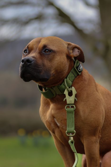 BullyBillows - From Chihuahuas to Cane Corso's, we have dogs covered. 
