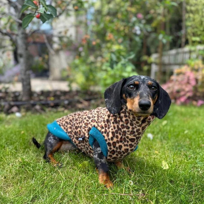 Wild Fleece Jumper for Dachshunds