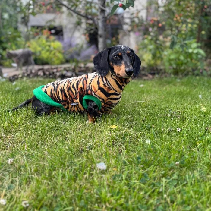 Wild Fleece Jumper for Dachshunds