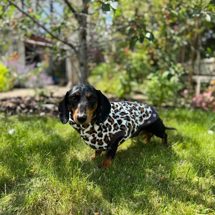Wild Fleece Jumper for Dachshunds