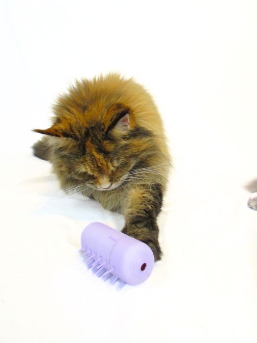 Hungry Cat - Puzzle Feeder