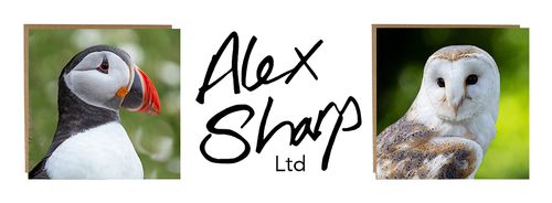 Alex Sharp
