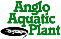 Anglo Aquatic Plant