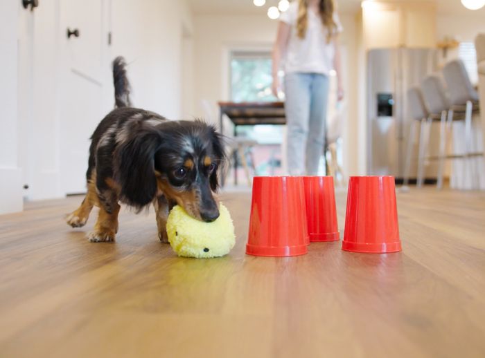 West Paw Dog's Best Friend Game