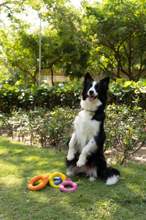 Rubber Ring Dog Toys