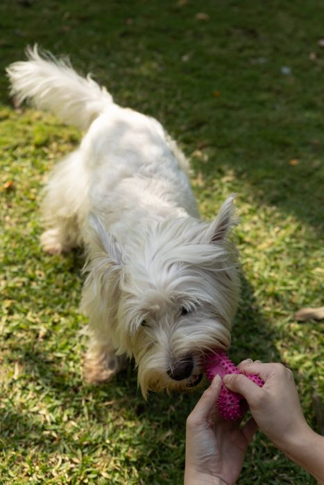 Tasty Dog Toy Bone