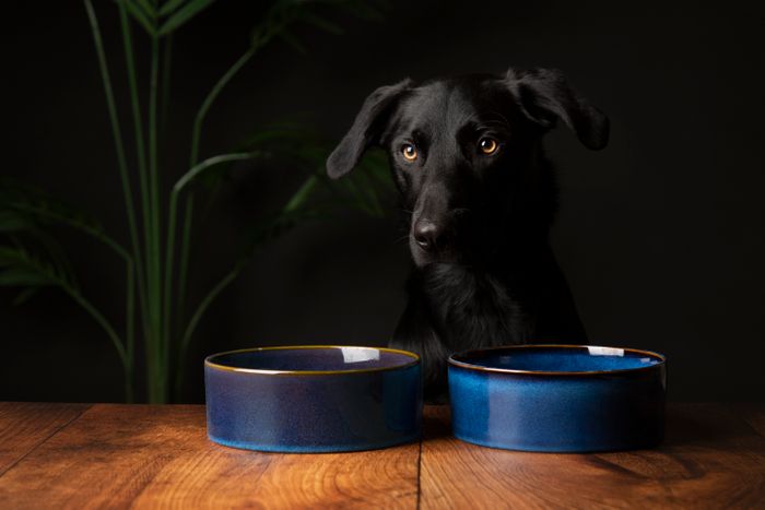 Scruffs Reactive Glaze Pet Bowl