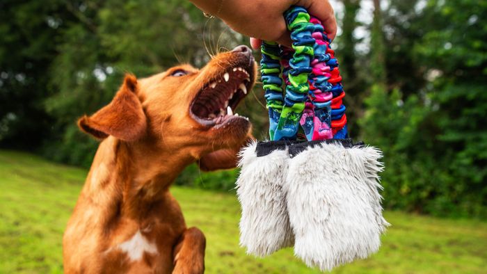 Tug-E-Nuff launches new interactive dog toy