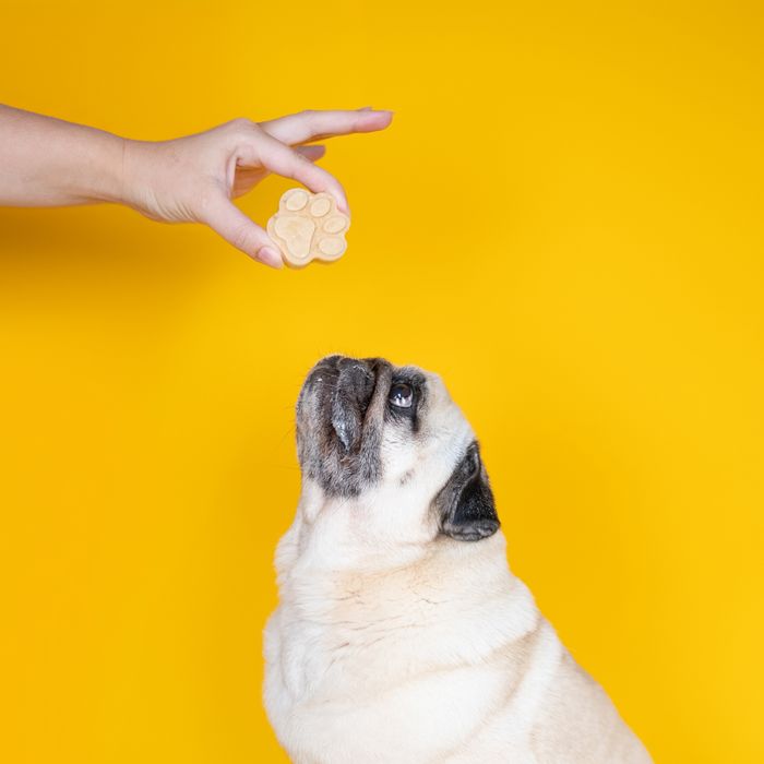 Make-Your-Own Doggy Ice Cream: Peanut Butter Dream Flavour