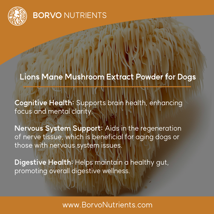 Lion's Mane Mushroom Extract for Dogs