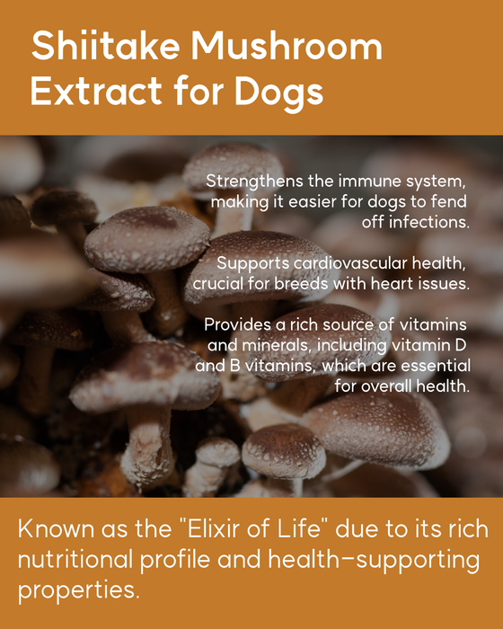 Shiitake Mushroom Extract for Dogs