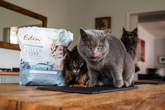 Feline Feast - White Fish with Herring Caviar