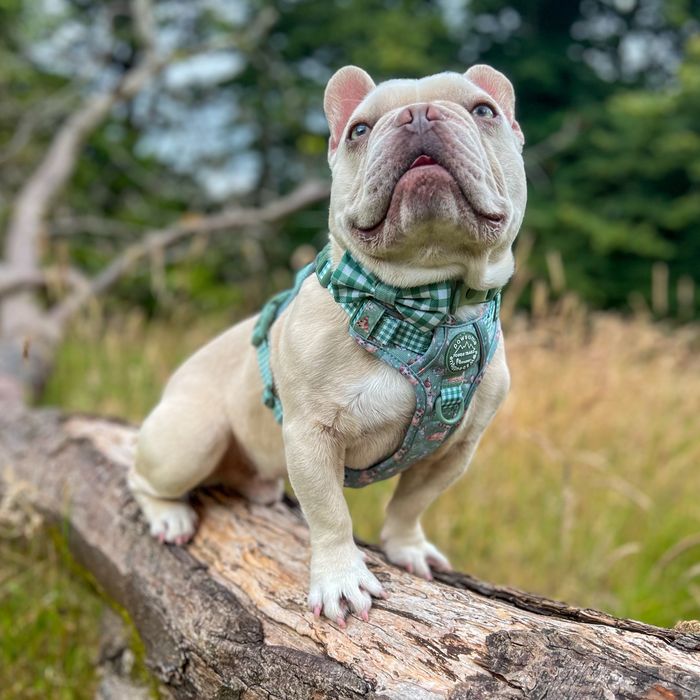 Disney Tough Trails Harness