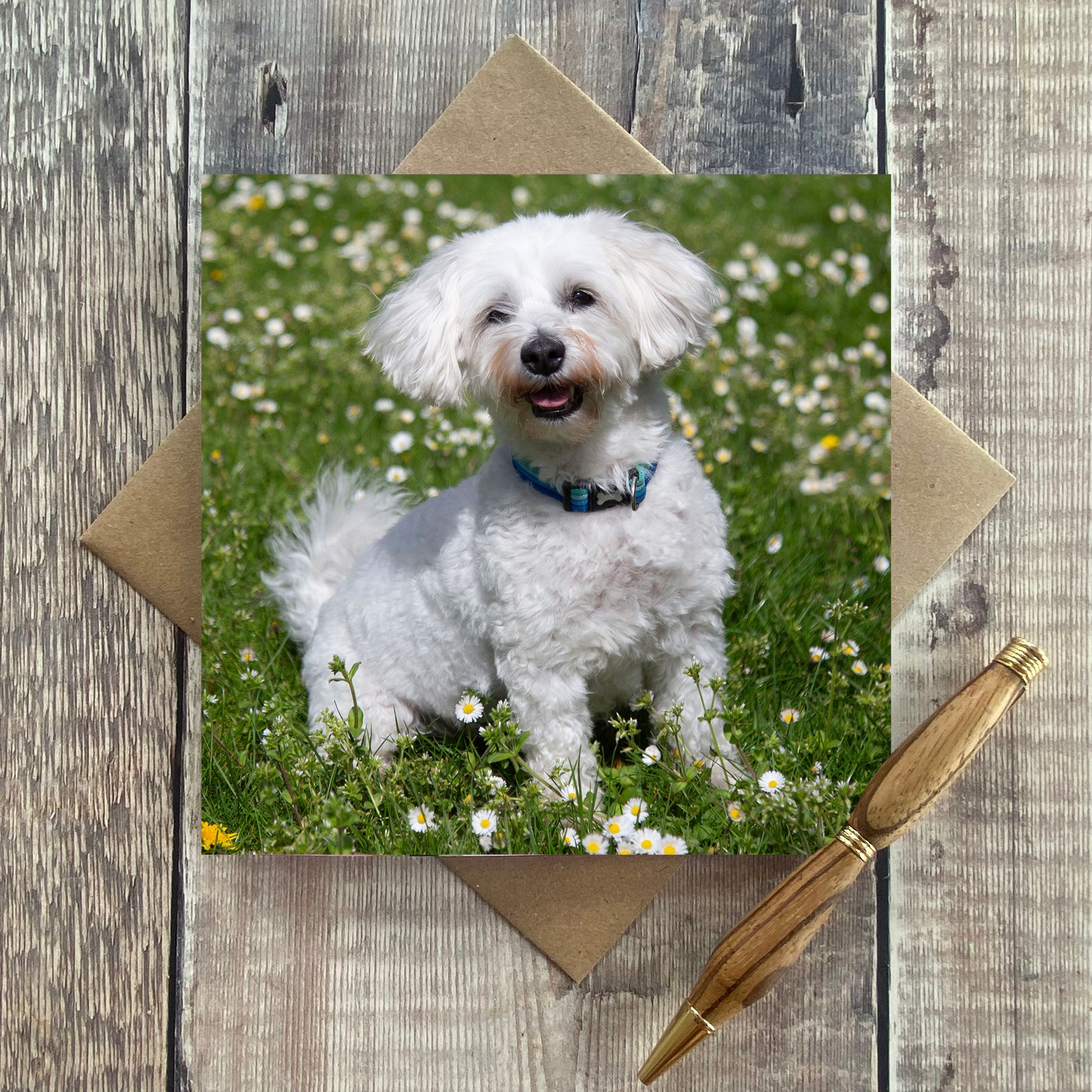 new pet cards