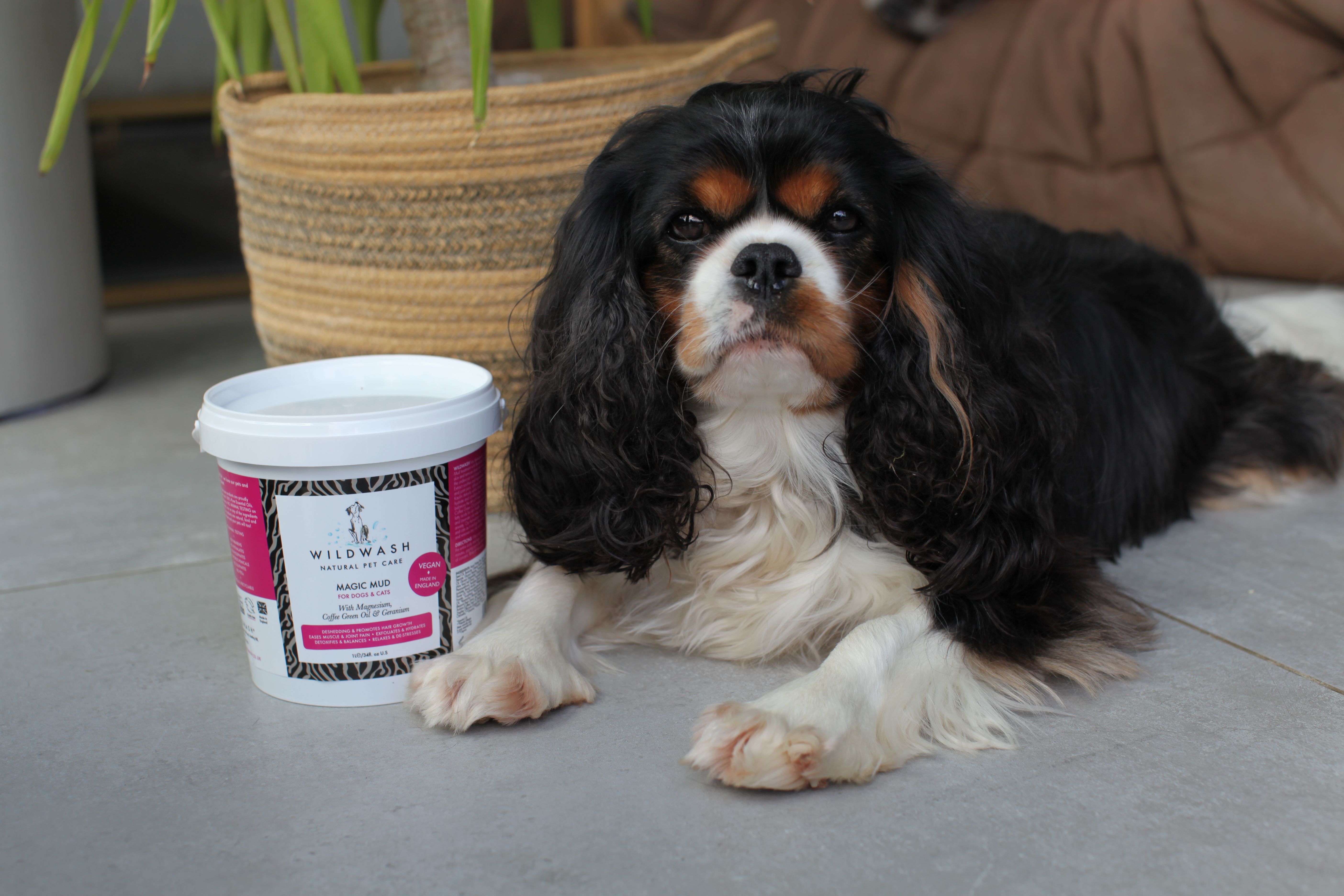 WildWash Unveils Magic Mud: A Revolutionary 5-in-1 Natural Treatment for Dogs and Cats