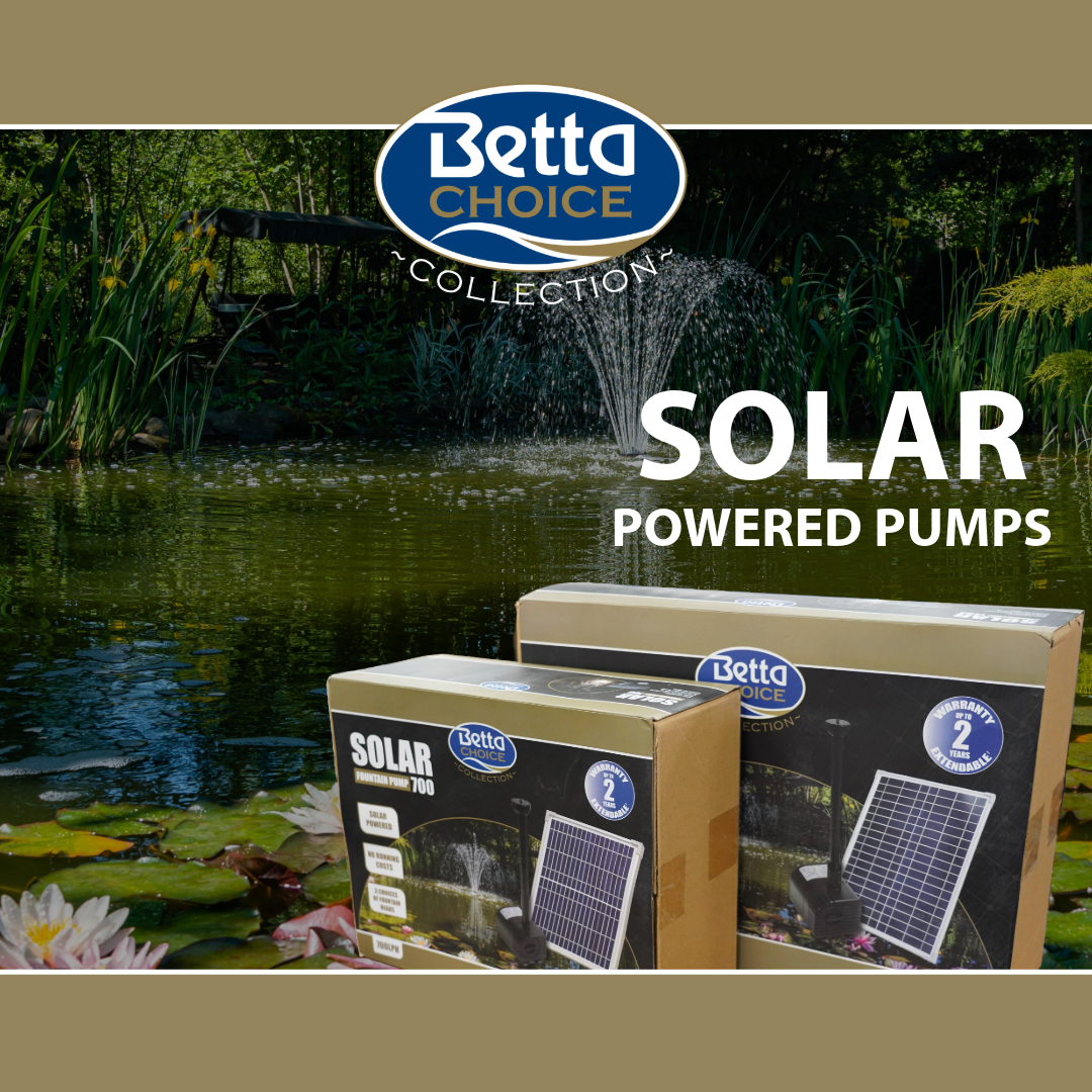 Power Your Pond with Betta Choice Solar Powered Pumps