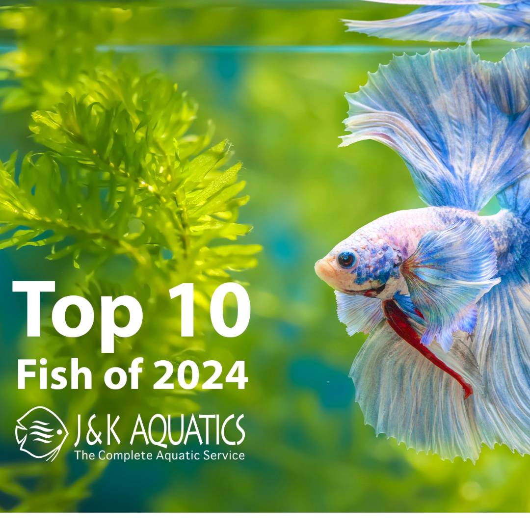 Introducing the Top 10 Selling Fish of 2024!
