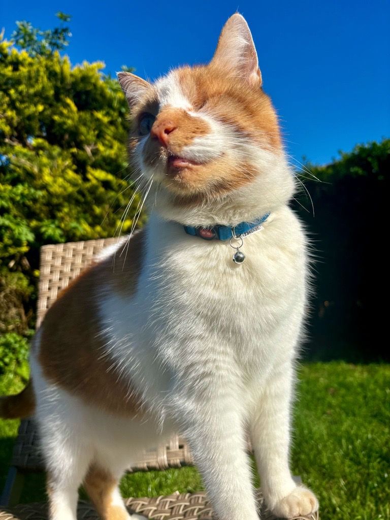 Doodlebone launches Doodlecat – Stylish Cat Accessories for Everyday Adventure