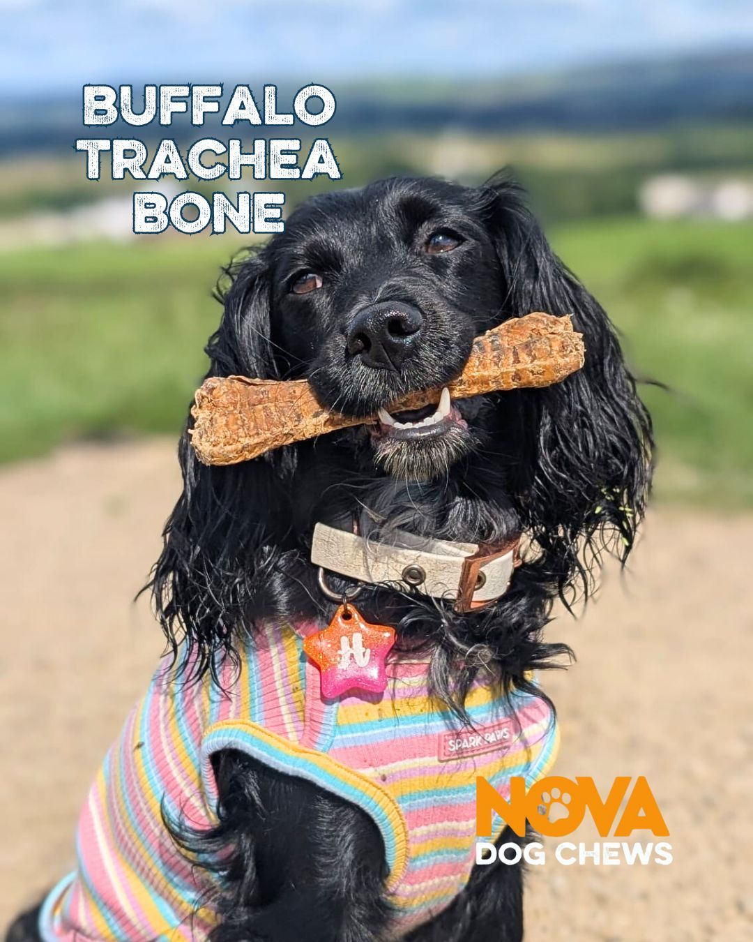 Nova Dog Chews Expands Natural Range with New Buffalo Trachea Bones