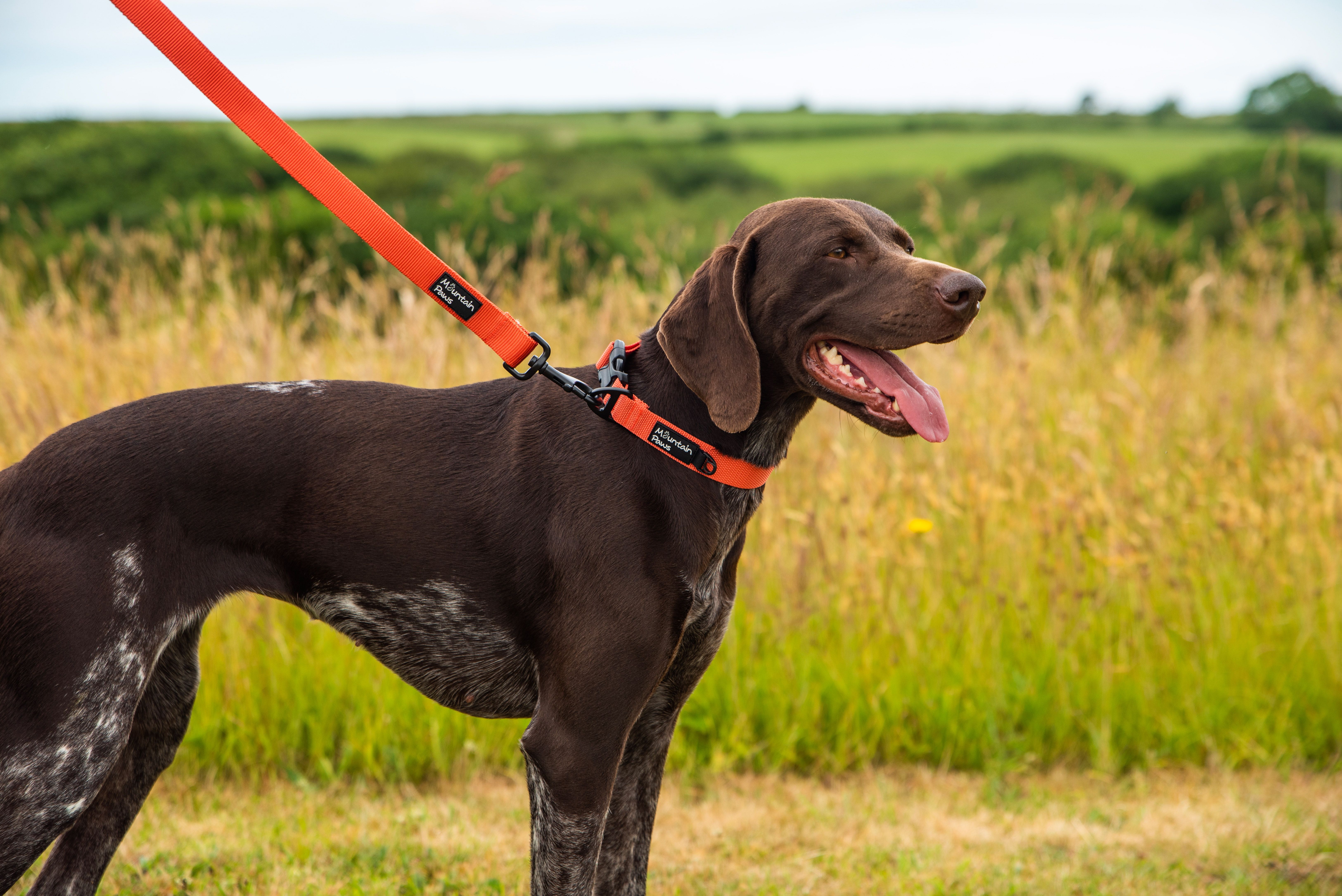 A one-stop shop for adventurous pups