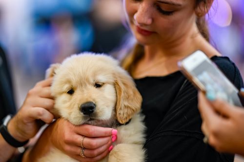 puppy