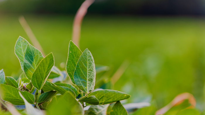 Regrow Earns CDP Accreditation as Solutions Partner for Forest and Land Disclosures