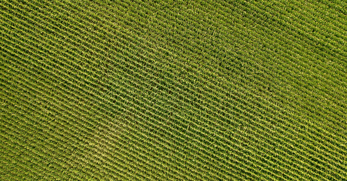 Climate resilient crops – mitigating the risks of climate change