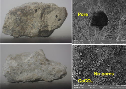 Self-healing concrete with biomineralization-enhanced construction waste for long-term decarbonization