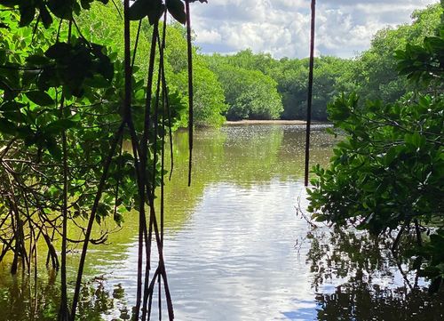 Blue carbon mangrove restoration | Semilla Azul | EcoAct project development | Mexico