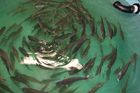 Aquaculture and Environment(CSR)