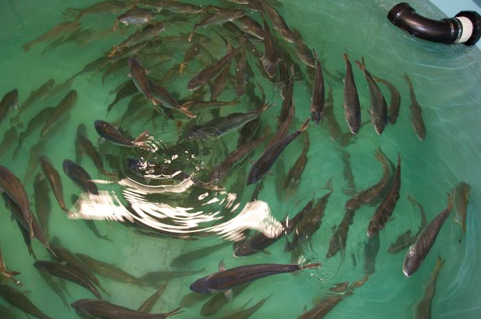 Aquaculture and Environment(CSR)