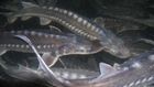 Aquaculture and Environment(CSR)