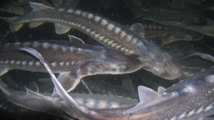 Aquaculture and Environment(CSR)