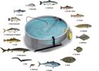 Aquaculture and Environment(CSR)